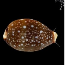 Chestnut Cowrie