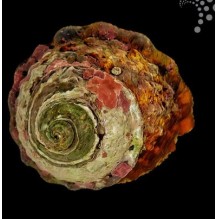 Wavy Turban Snail