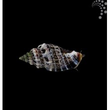 Sand Sifting Snails
