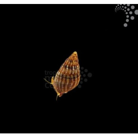 Nassarius Snail