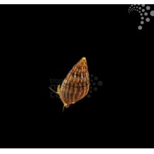 Nassarius Snail