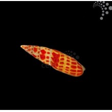 Orange Spot Snail