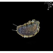 Green Ear Abalone