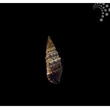 Cerith Snail