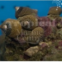 Pimple Snail