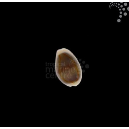 Money Cowrie