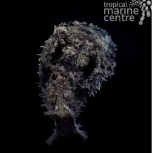 Dolabella Sea Hare