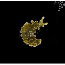 Lettuce Sea Slug