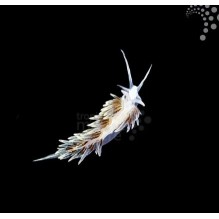 Berghia Nudibranch