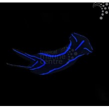 Neon Blue Sea Slug