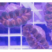Captive Bred Crocea Clam