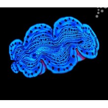 Captive Bred Maxima Clam Ultra