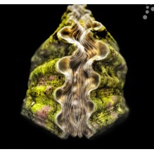 Captive Bred Hippopus Clam