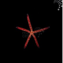Picasso Starfish
