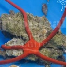 Ruby Brittle Starfish