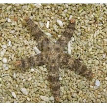 Knobbly Sea Star
