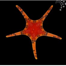Mosaic Starfish