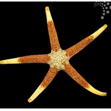 Goldtip Starfish