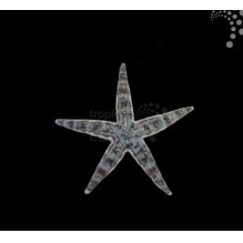 Sand Sifting Starfish