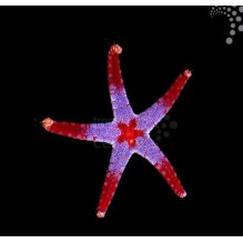 Pearl Starfish