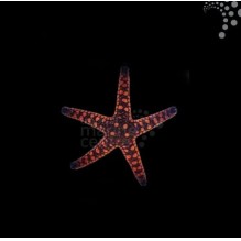 Biscuit Starfish