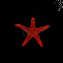 Red Starfish