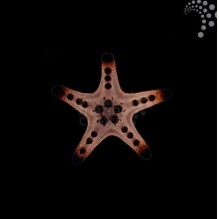 Chocolate Chip Starfish