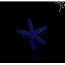 Blue Linckia Starfish
