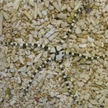 Minstral Serpent Starfish
