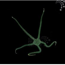 Green Brittle Starfish