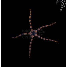 Tiger Serpent Starfish