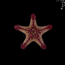 Red Knobbed Starfish