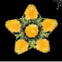 Cushion Starfish