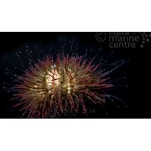 Pincushion Urchin