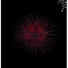 Bluespot Urchin