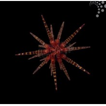 Red Banded Mine Urchin