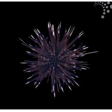 White Tip Urchin