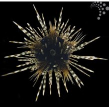 Banded Longspine Urchin