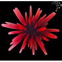 Red Pencil Urchin