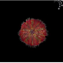 Red Bell Urchin