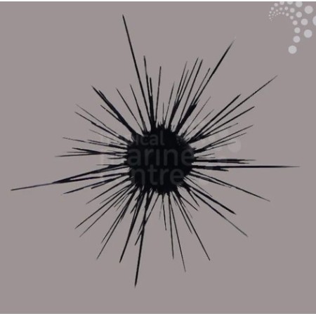 Longspine Urchin