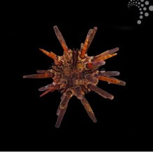 Mine Urchin