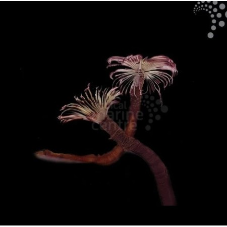 Pink and White Feather Duster Worm Pink and White Feather Duster Worm