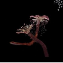Pink and White Feather Duster Worm