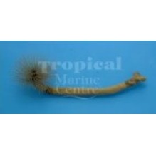 Spiral Feather Duster Worm