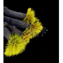 Gold Feather Duster