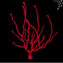 Red Finger Gorgonia