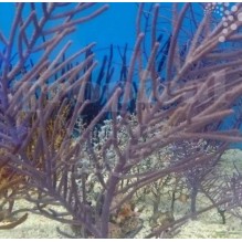 Purple Tree Gorgonia