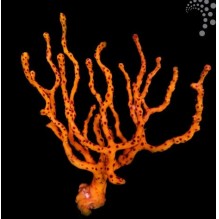 Yellow Finger Gorgonia