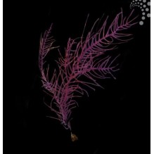 Purple Frilly Gorgonia